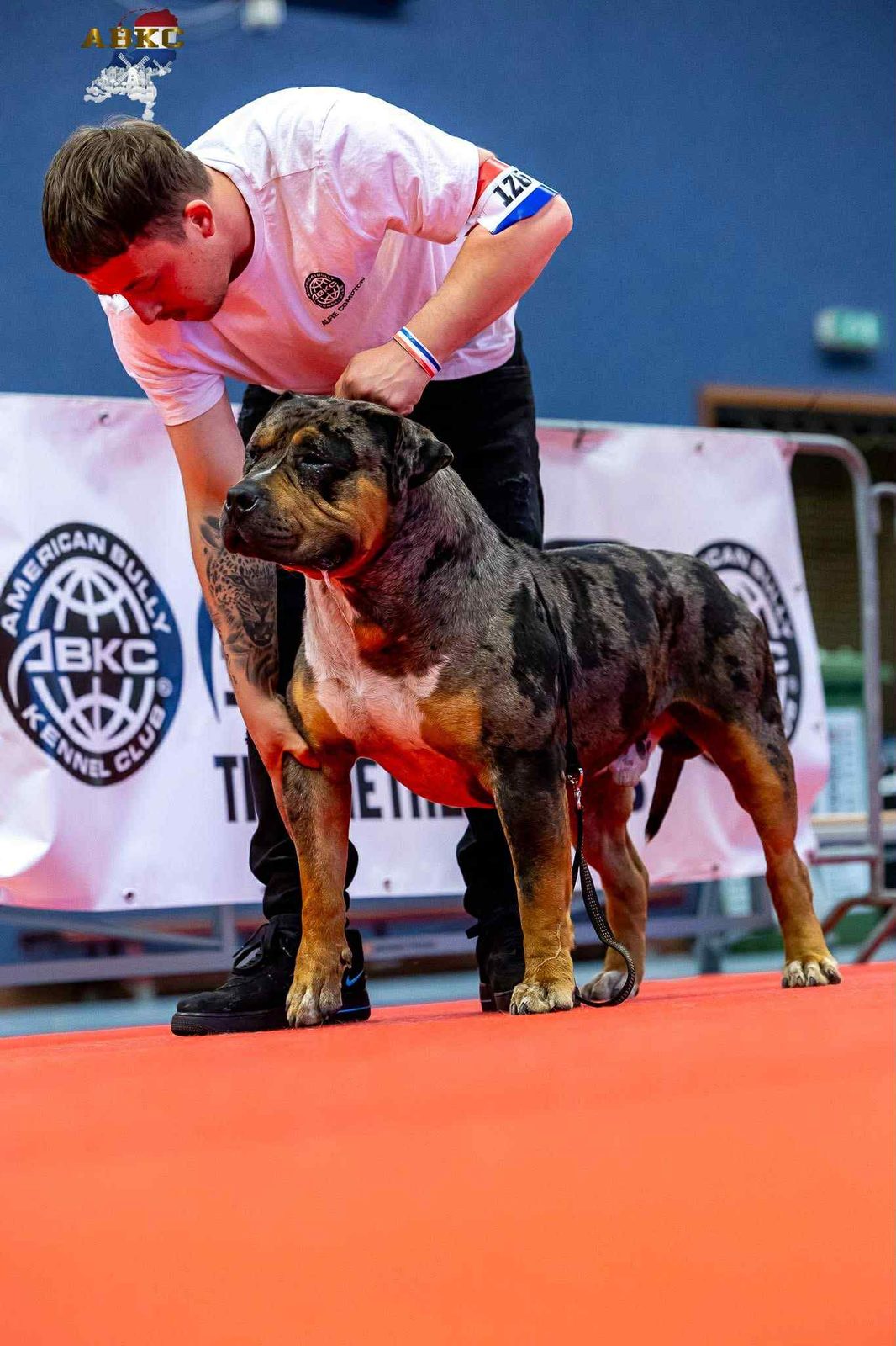 Aslan en ring ABKC - Champion American Bully XL