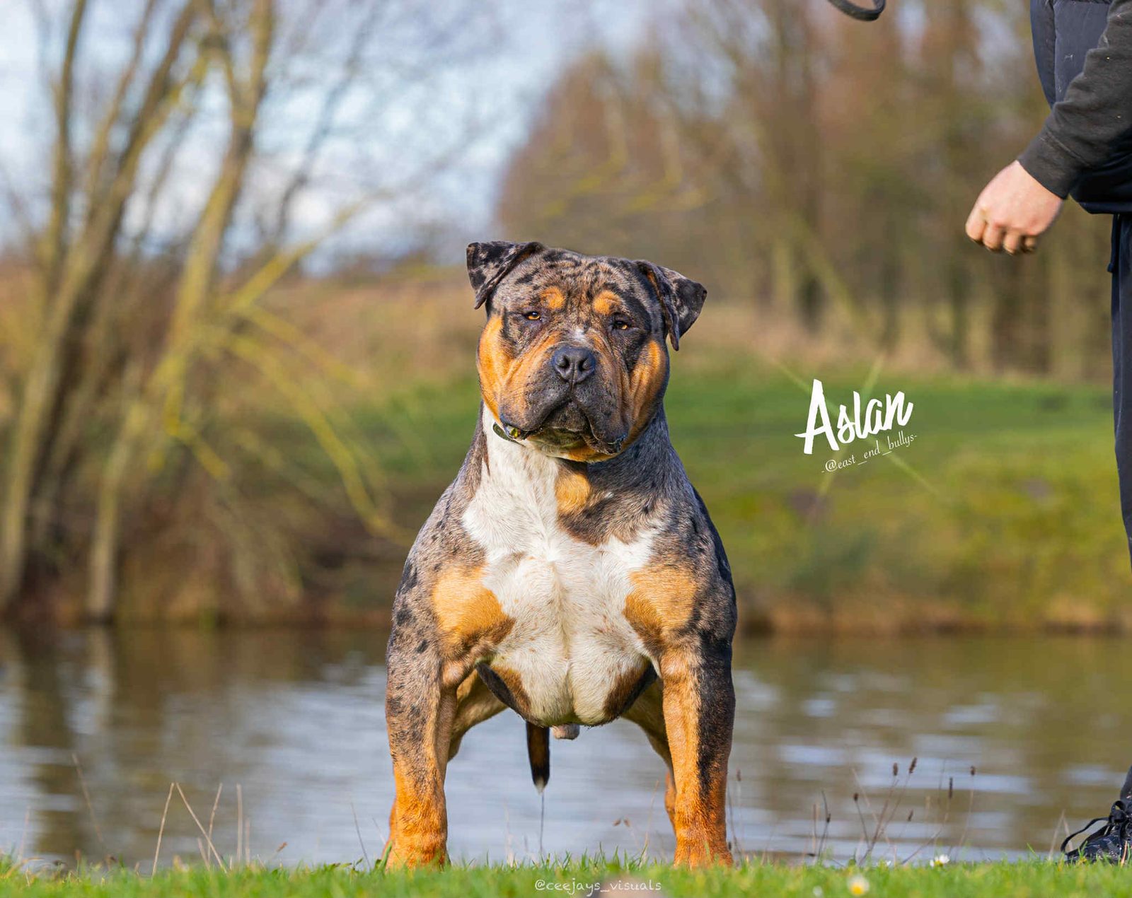 Aslan - American Bully XL merle tricolore au bord de l'eau