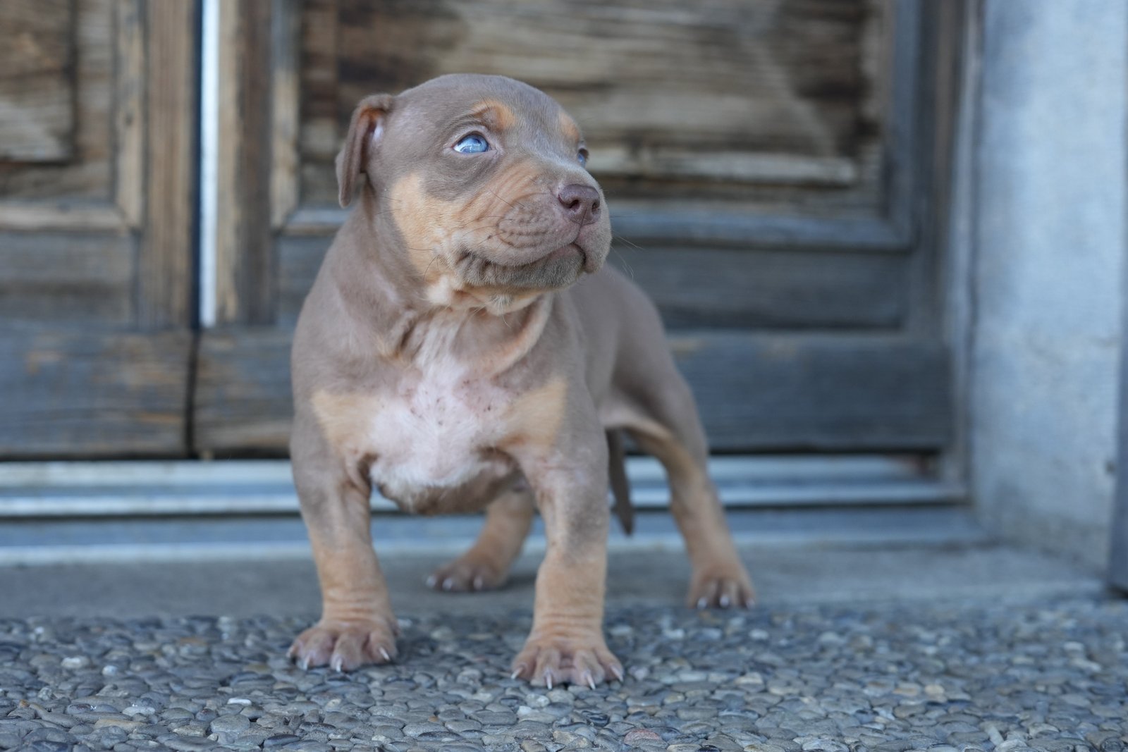 Boss - chiot American Bully XL à 5 semaines, portée Aslan × Rell