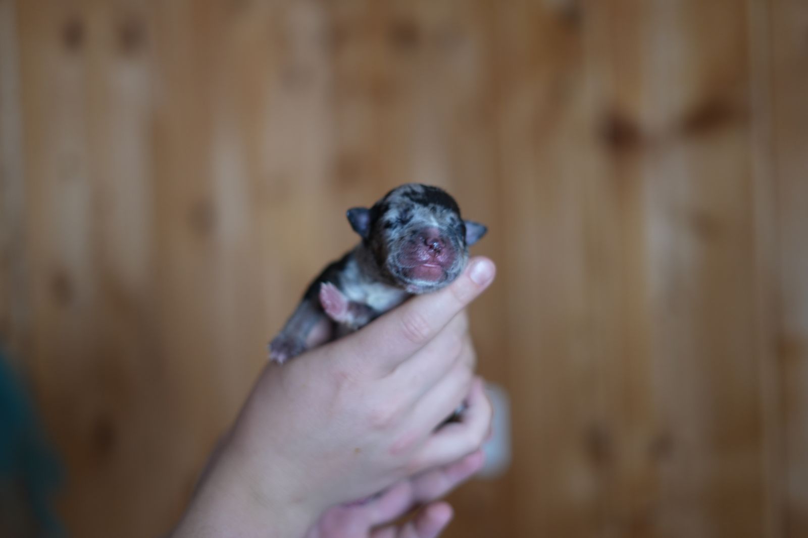 Eclipse - chiot American Bully XL portée Aslan × Rell
