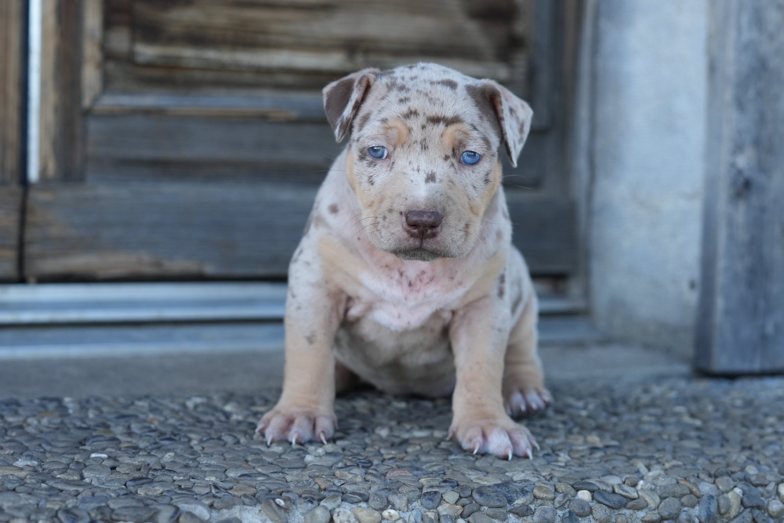 Kaya - chiot American Bully XL à 5 semaines, portée Aslan × Rell