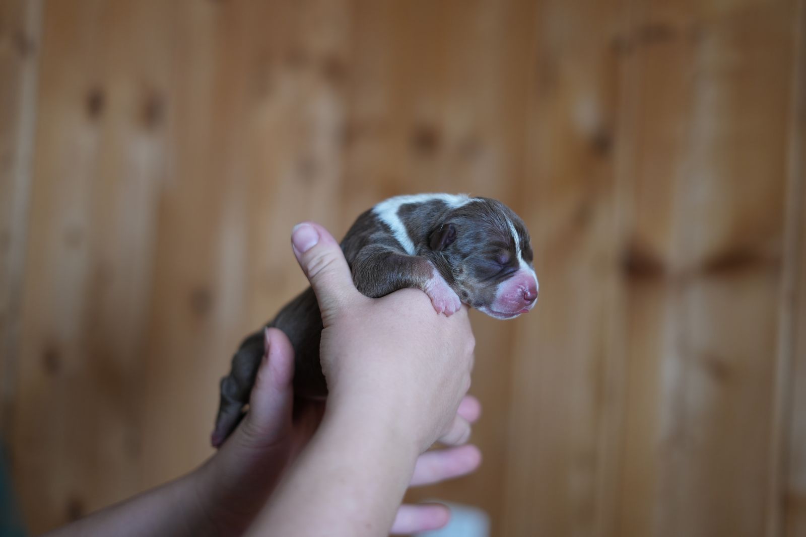 Mercure - chiot American Bully XL portée Aslan × Rell