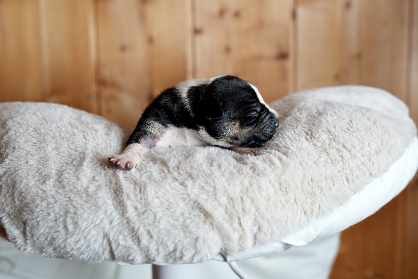Akira - chiot American Bully XL à 2 jours, portée Aslan × Rell
