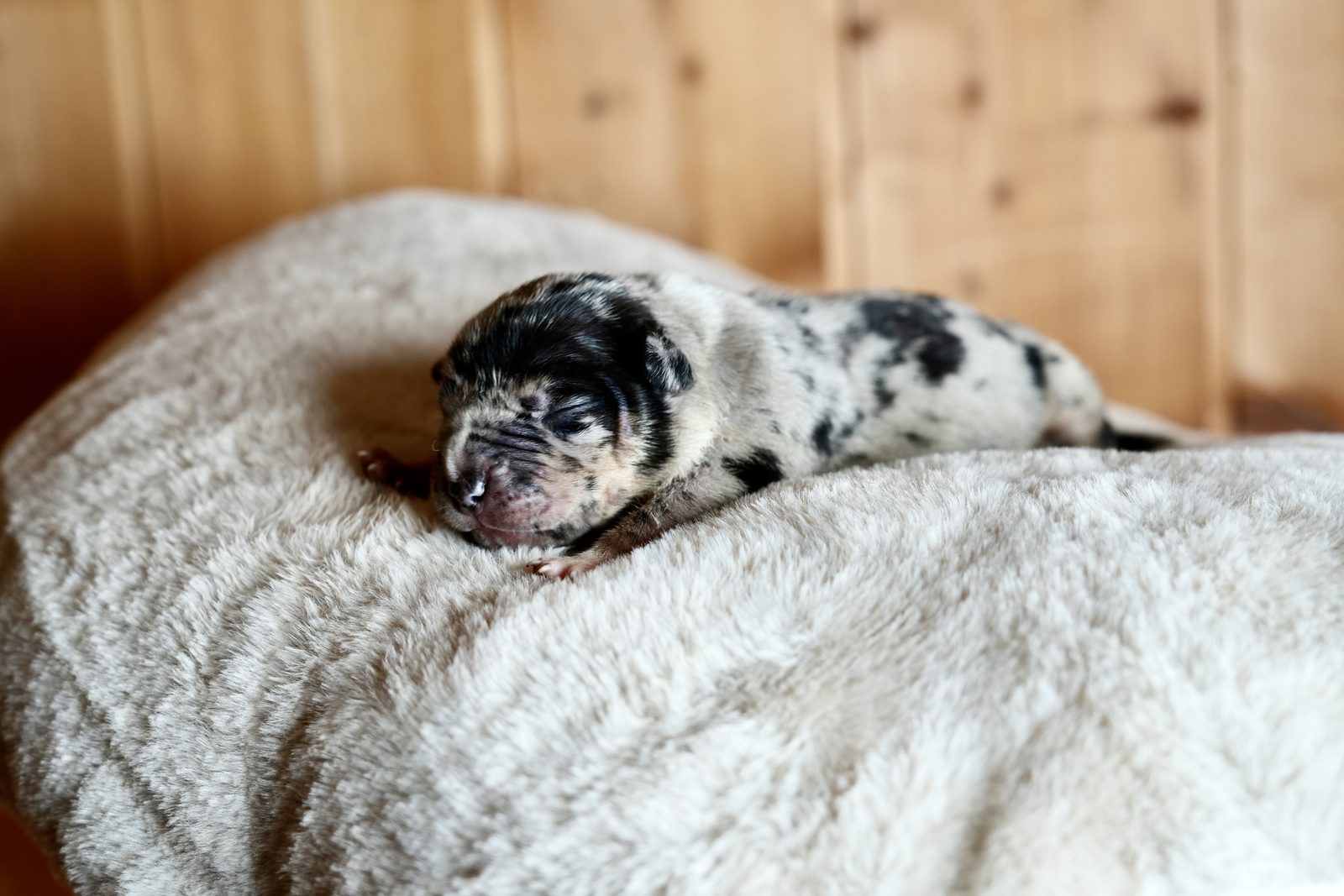 Eclipse - chiot American Bully XL à 2 jours, portée Aslan × Rell