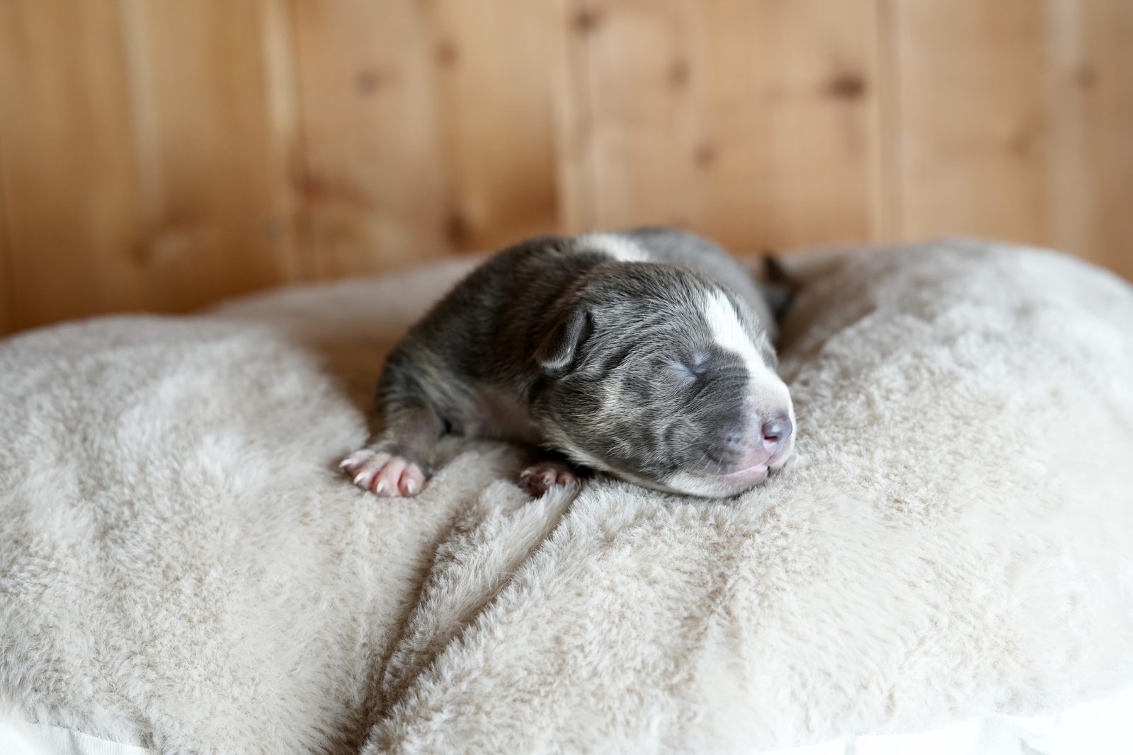 Horus - chiot American Bully XL à 2 jours, portée Aslan × Rell