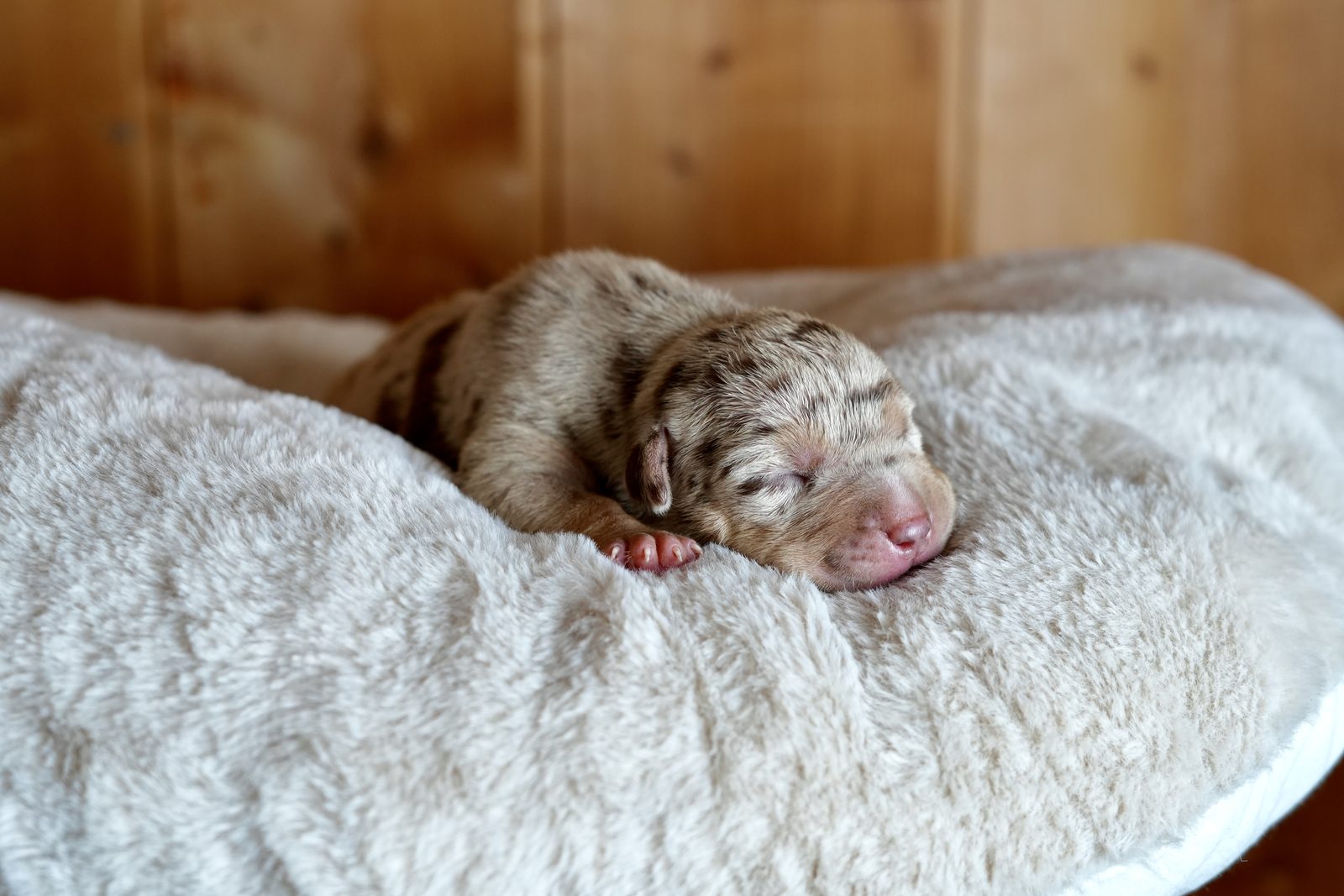 Kaya - chiot American Bully XL à 2 jours, portée Aslan × Rell
