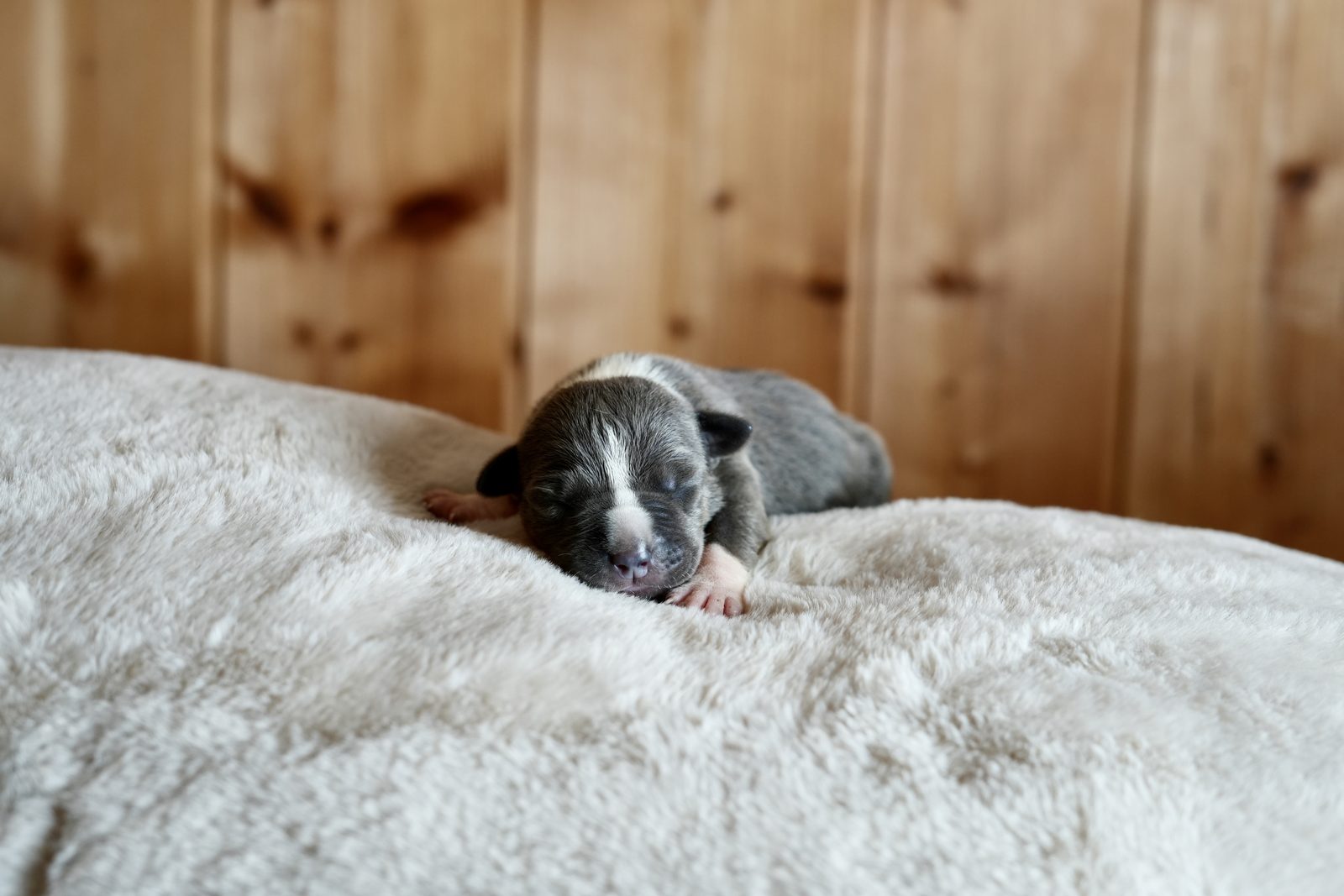 Neptune - chiot American Bully XL à 2 jours, portée Aslan × Rell