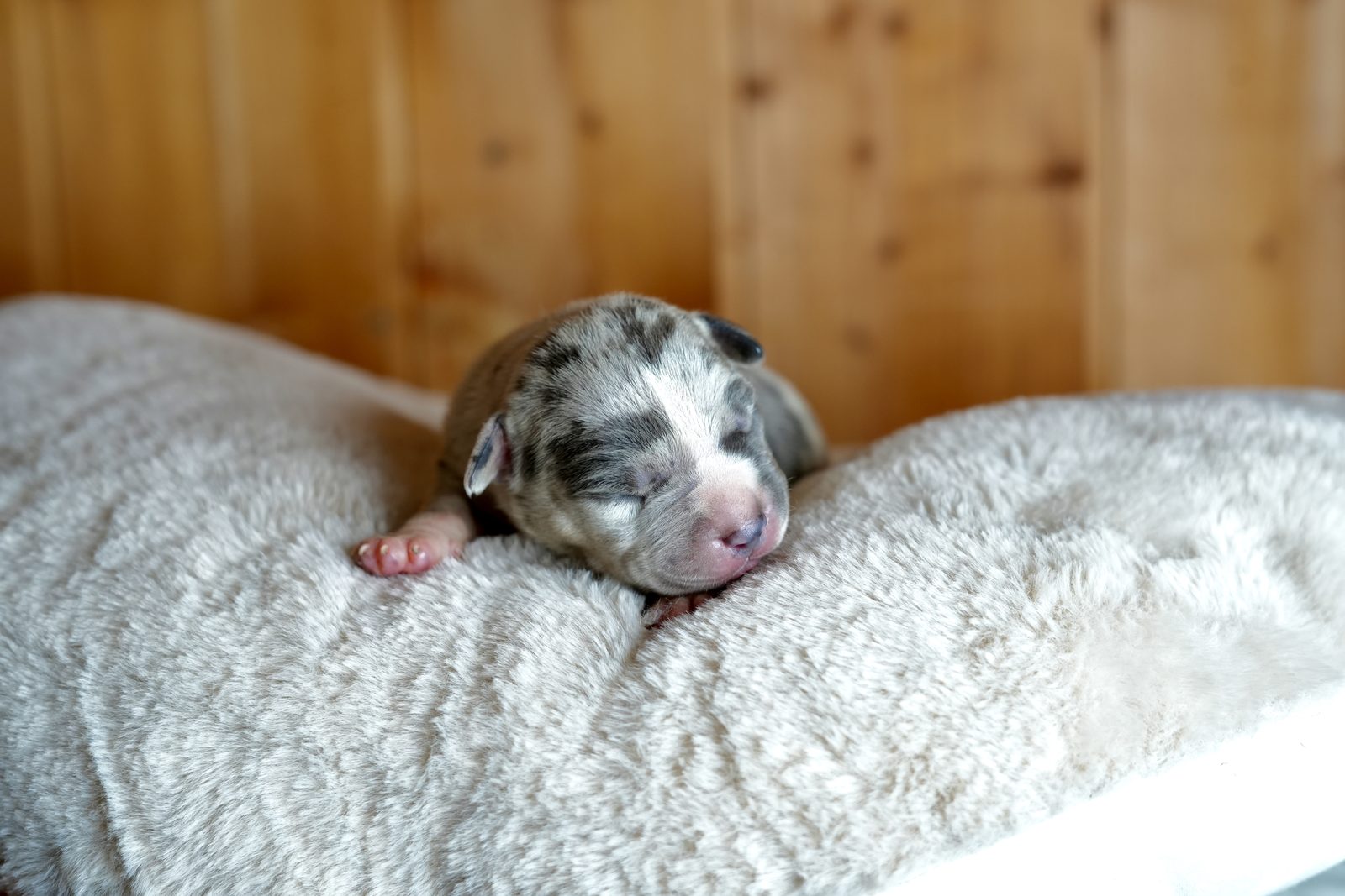 Romeo - chiot American Bully XL à 2 jours, portée Aslan × Rell