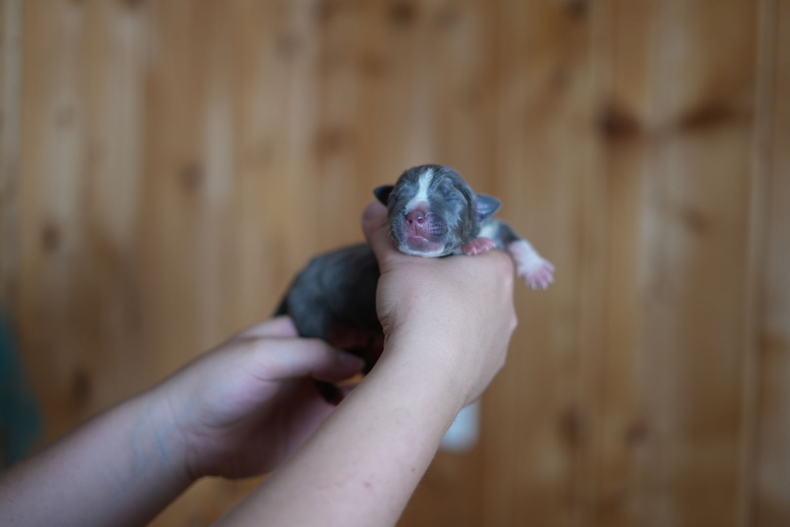 Neptune - chiot American Bully XL portée Aslan × Rell