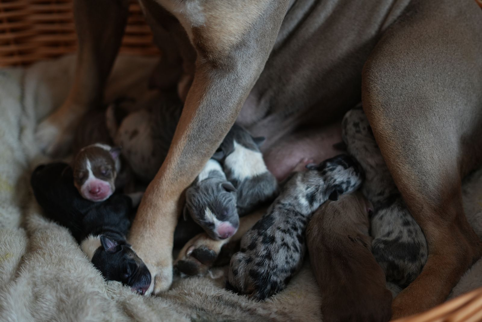 Rell et ses 8 chiots dans le panier