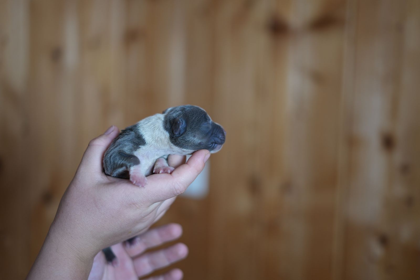 Uranus - chiot American Bully XL portée Aslan × Rell