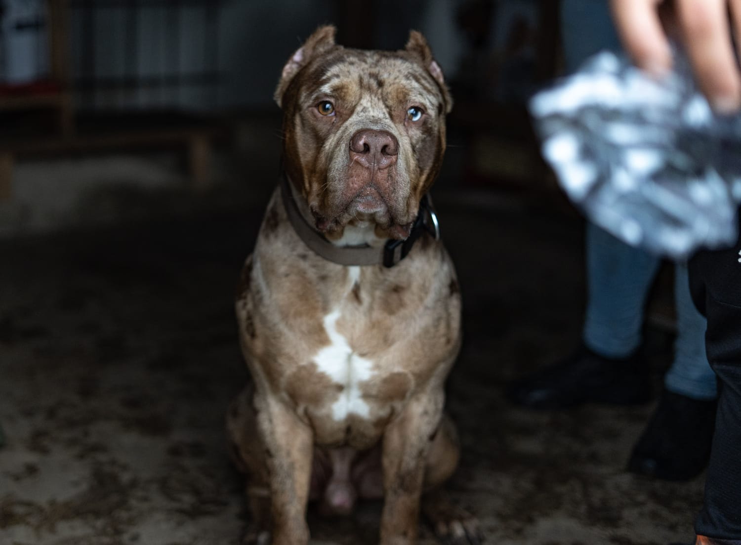 Nino - American Bully XL BullySuisse