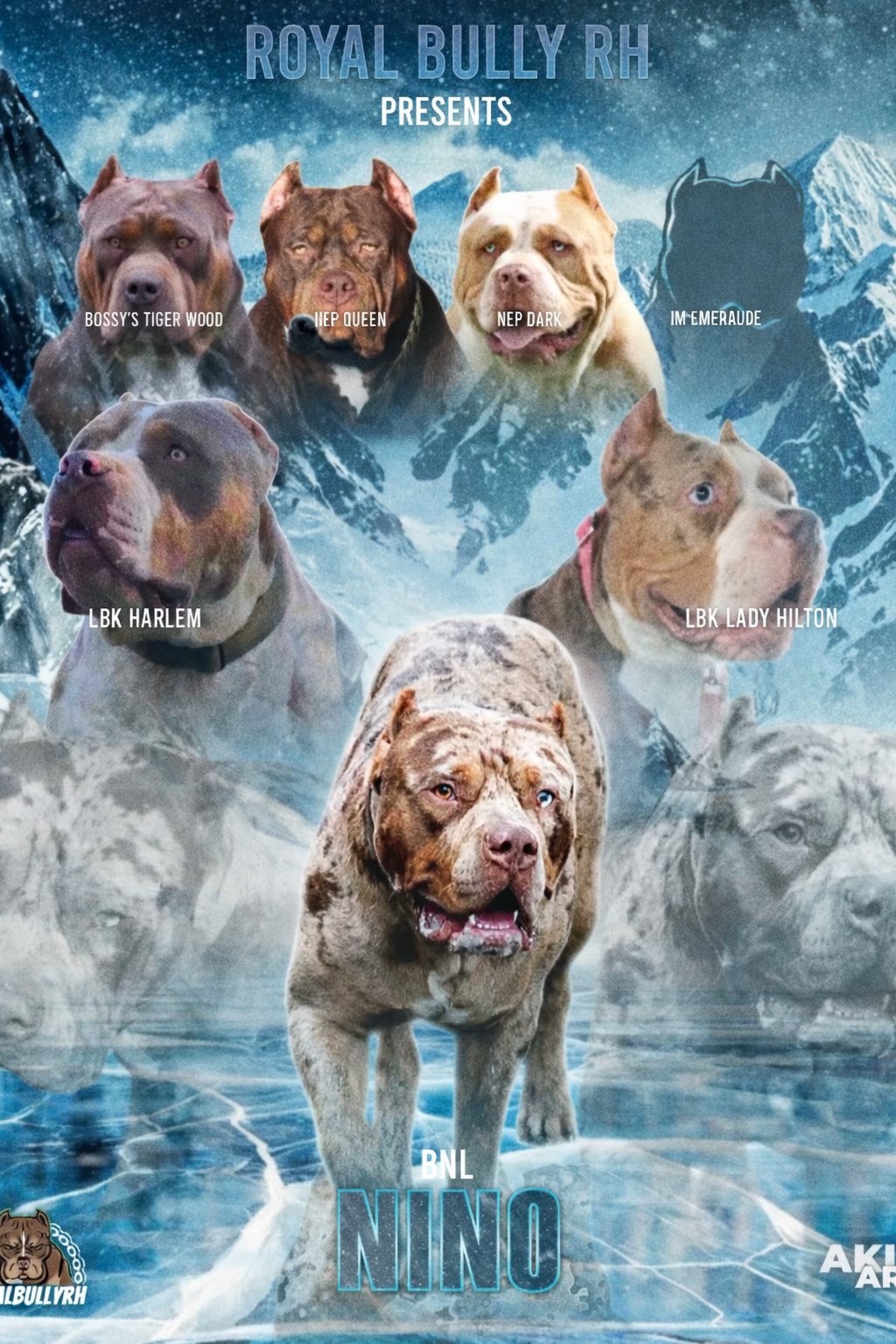 Pedigree Nino - BNL Nino - Royal Bully RH