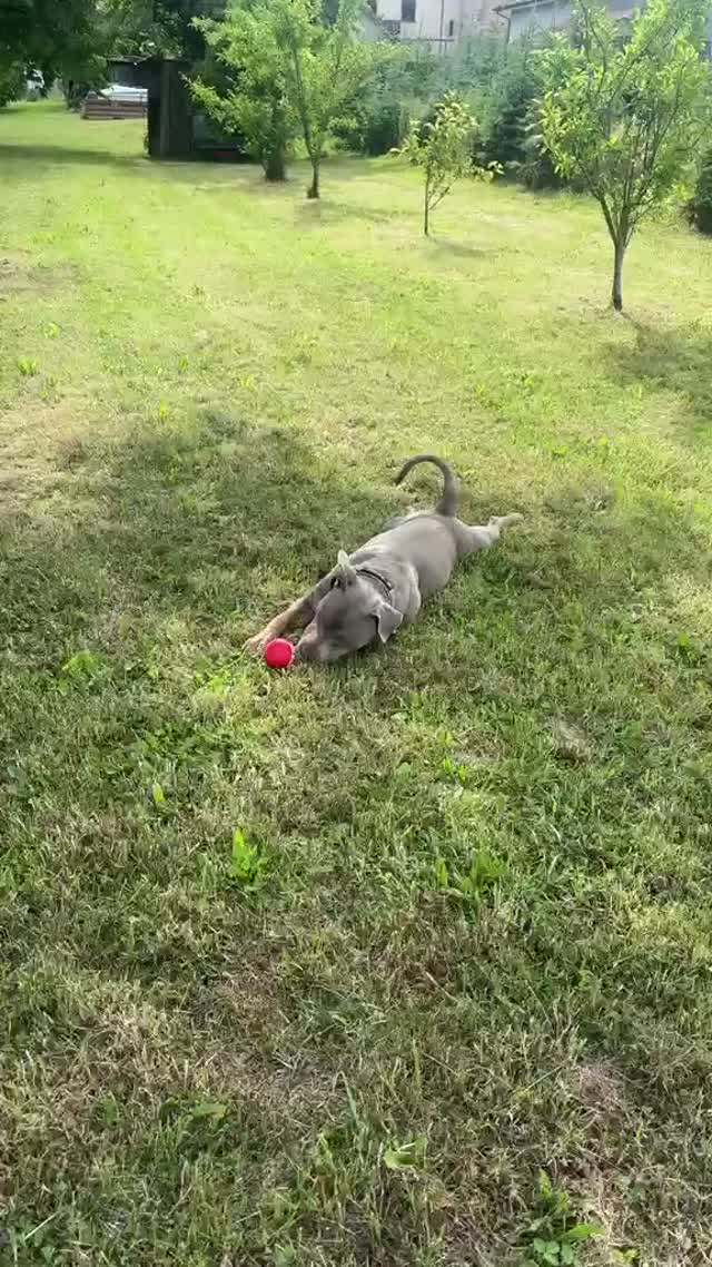 American Bully XL adulte au poil court et brillant issu de l'élevage BullySuisse