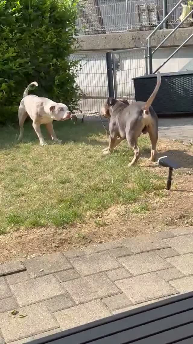 American Bully XL adulte issu de l'élevage BullySuisse